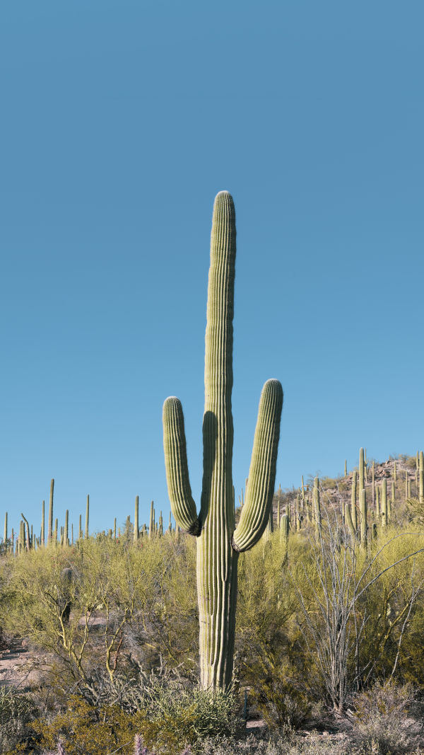 Thorns of Resilience