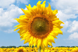 Sunflower Seed Secrets