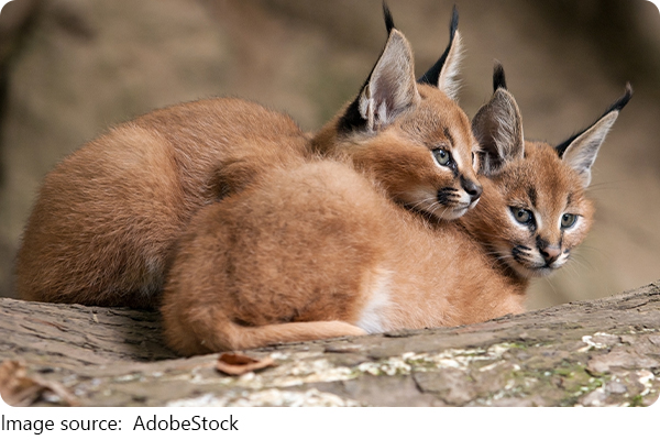Caracal Secrets