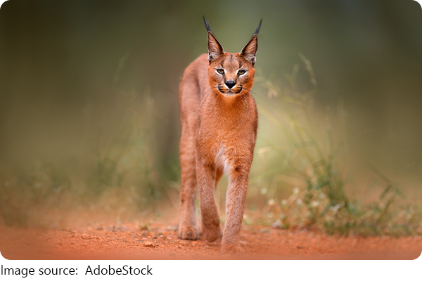 Caracal Secrets