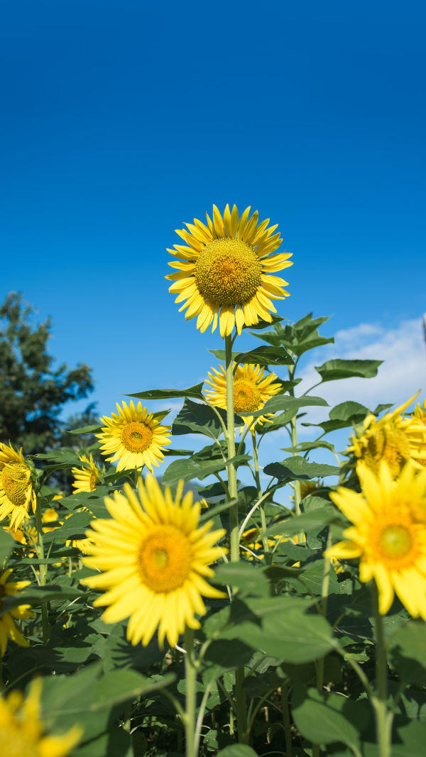 How Sunflowers Track the Sun