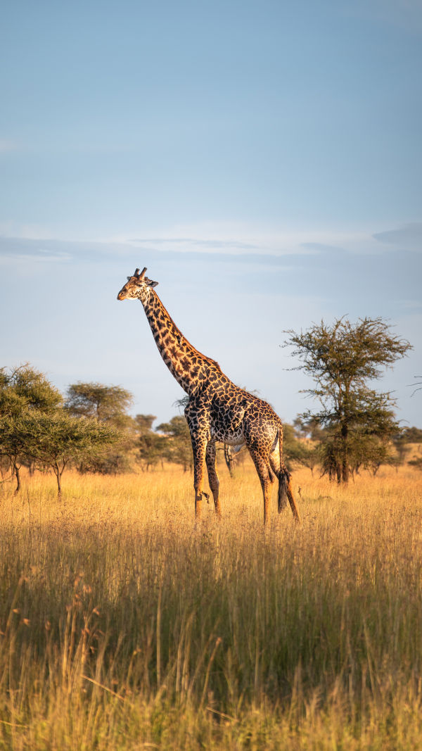 Amazing Giraffe Adaptations
