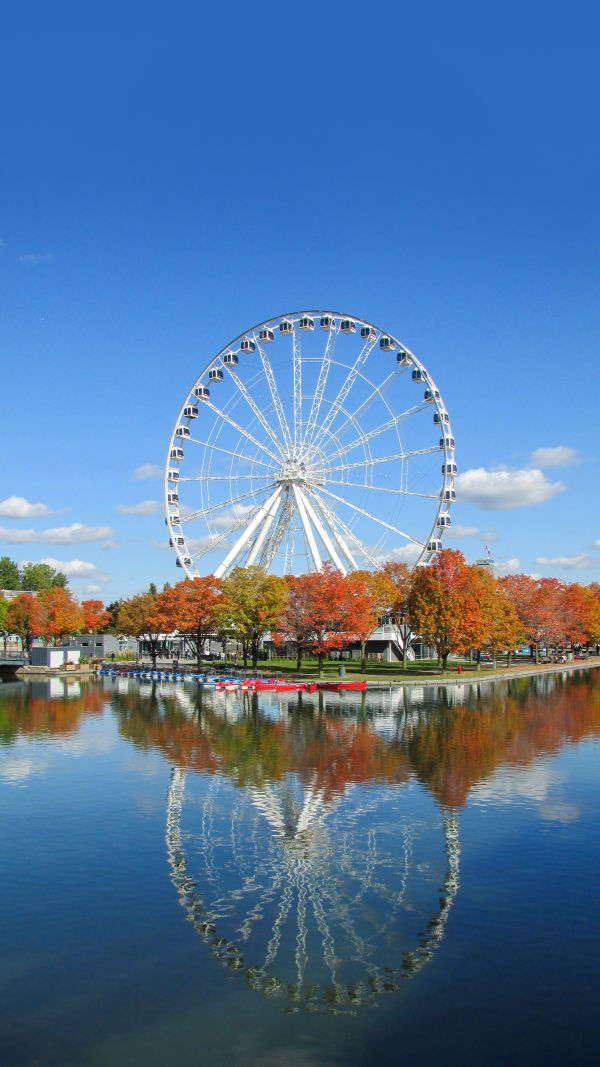 Texas Star Delight