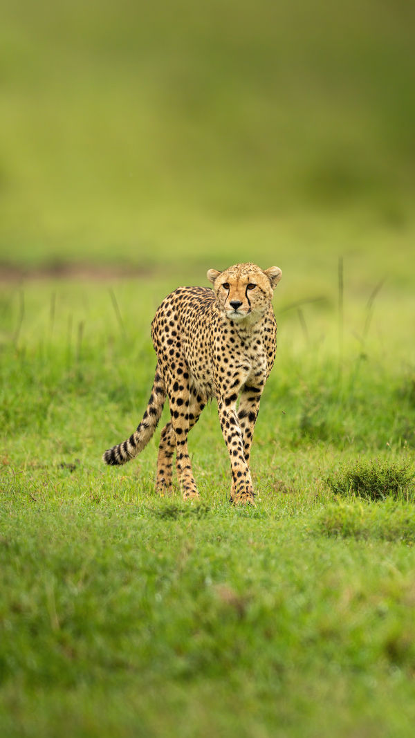 The Fastest Predator