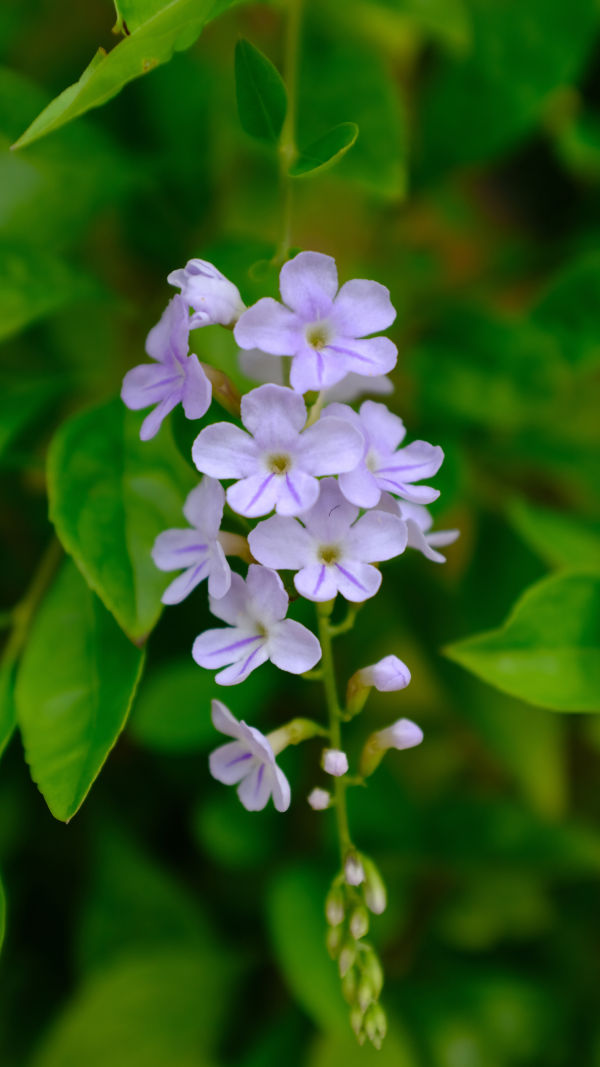 Duranta Erecta: Vibrant Gem