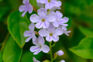 Duranta Erecta: Vibrant Gem