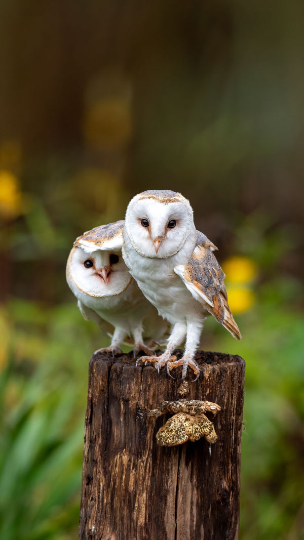 Barn Owl:Silent Sentinel