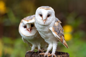 Barn Owl:Silent Sentinel