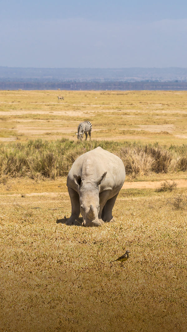 The Gentle Giants