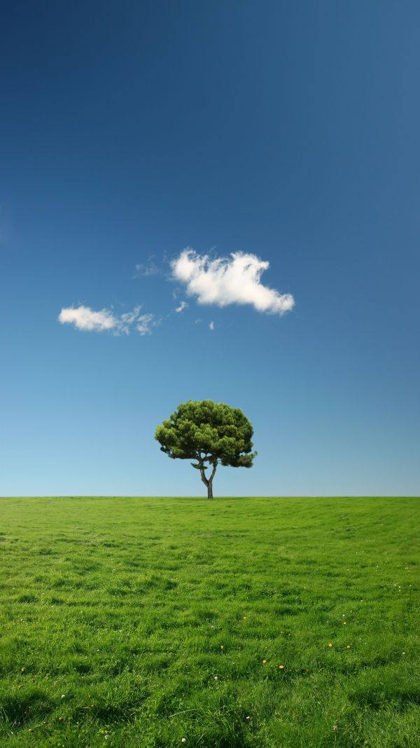 The Tree Scarcity Puzzle