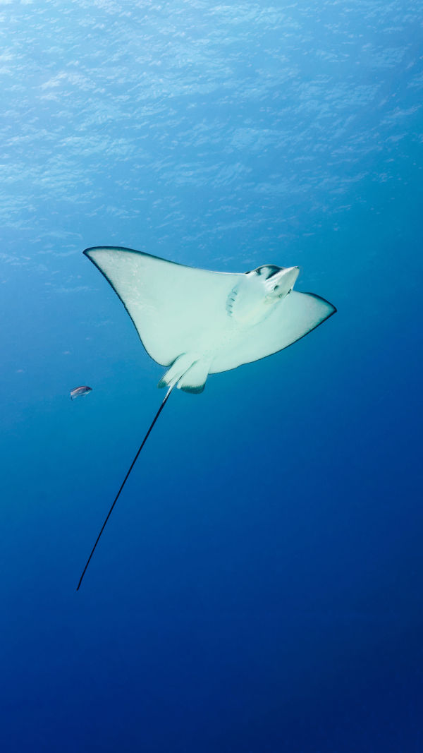 Manta Rays: Ocean Giants