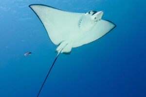 Manta Rays: Ocean Giants