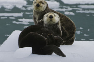 Adorable Sea Otters