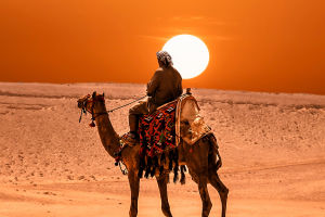 Memories of a Camel