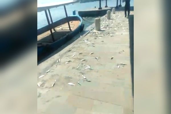 Fenomena alam ikan lompat ke darat