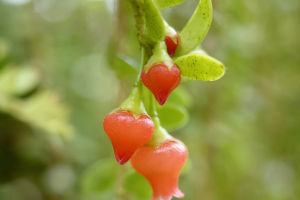 Vaccinium Microphyllum