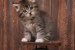 Cat Language Decoded