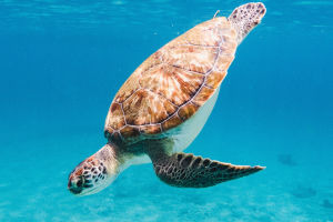 Sea Turtle Wonders
