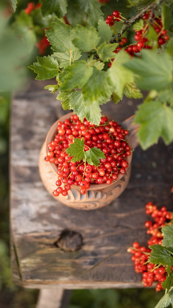 Berry: Magical Fruits