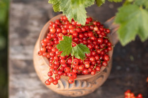 Berry: Magical Fruits