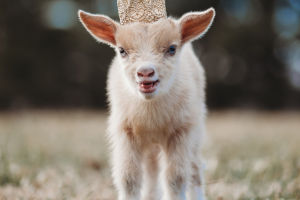 Charming Goat Companions