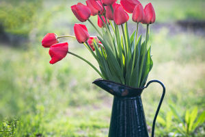 The Language of Tulips