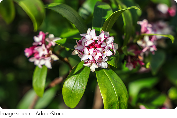 Flores que dão sabor