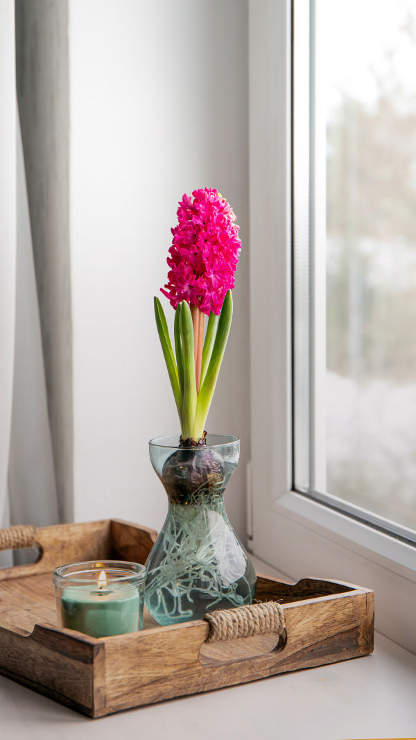 Hyacinth Blooming Secrets