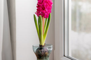 Hyacinth Blooming Secrets