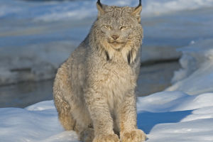 Lynx: Nature’s Mystery