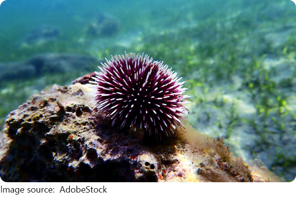 Fakta Landak Laut