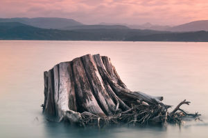 Tree Stumps at Sea