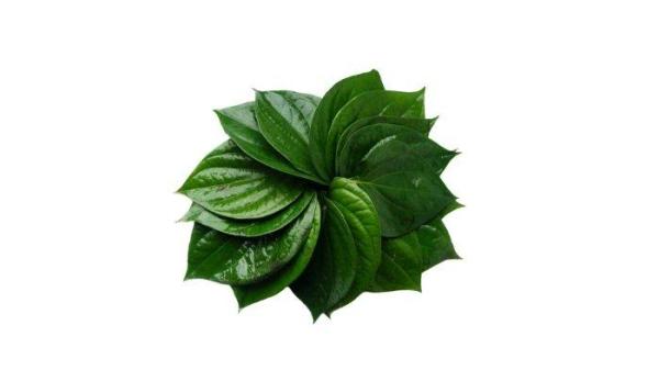 gambar tulang daun melengkung