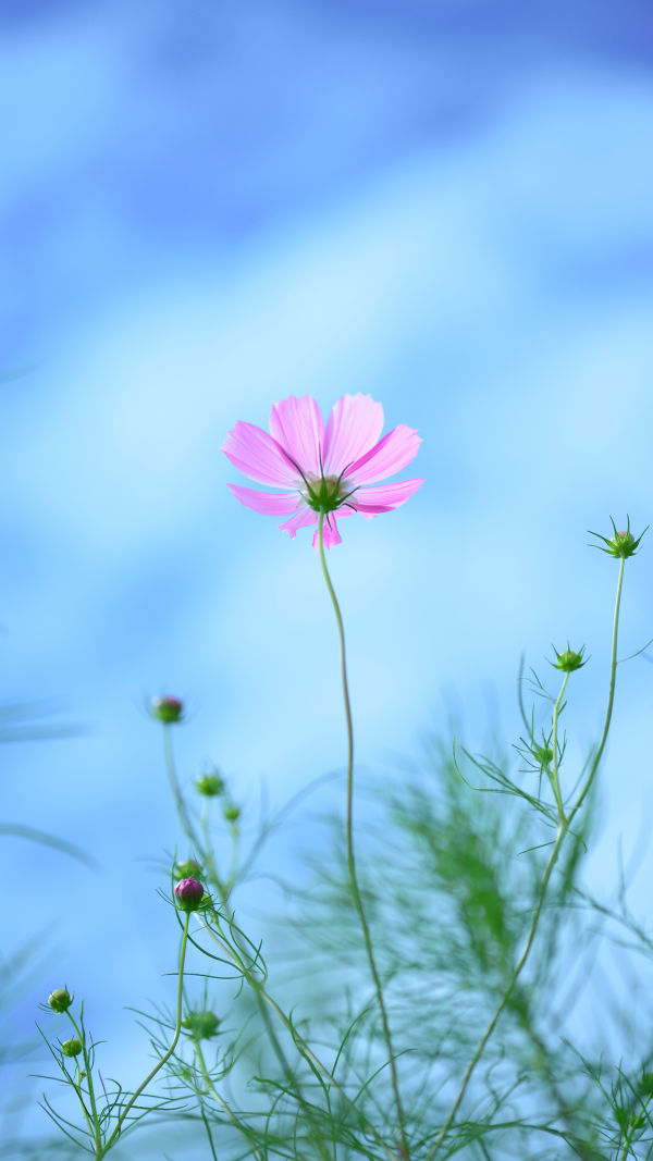 Cosmos: A Floral Delight