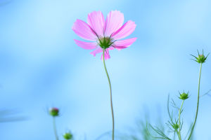 Cosmos: A Floral Delight