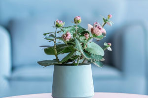 Healthy Living Spaces