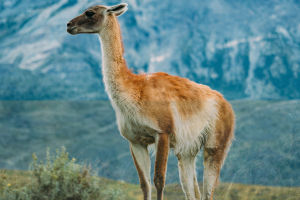 Facts About Guanacos