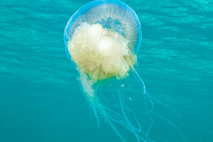 The Mystery of Jellyfish