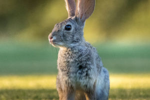 Ecology of Rabbits