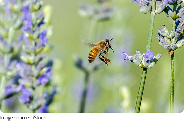 B-BOX und Bienenzucht