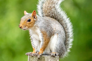 Eastern Gray Squirrel Facts