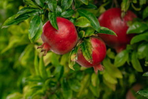 Vitality Through Time