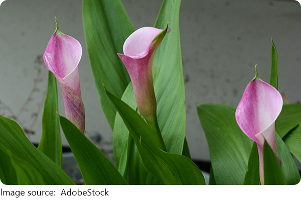 Lírio Calla Rosa