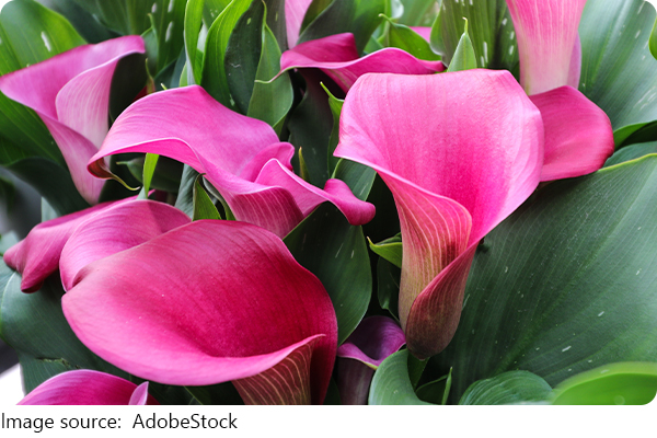 Hoa Calla Lily