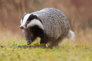 European Badger