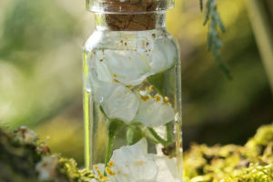 Essential Oils Guide