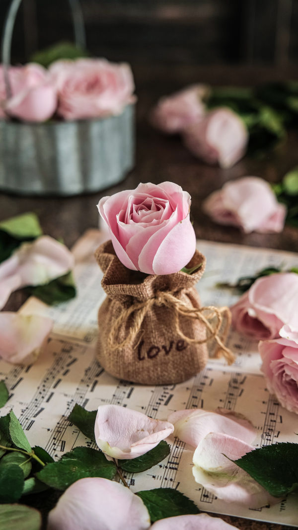 The Timeless Rose