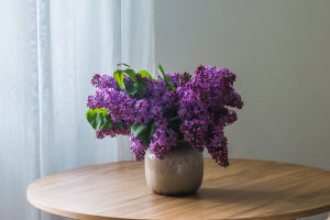 Lilac Plant Overview