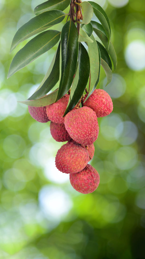 lychee in Medicine