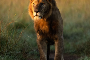 Mysteries of Lion Kingdom